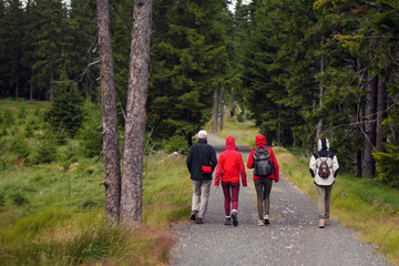 back view of a walking group of hikers on a path near a meadow in the forest