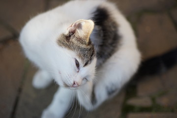 White kitten paw scratches behind the ear, outdoor closeup portrait. Fleas and ticks in domestic animals