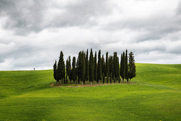 Samotna kępa cyprysów w Toskani, Valdorcia, Siena, Włochy - obrazy, fototapety, plakaty