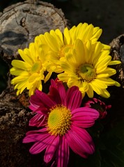 flowers in the garden,chrysanthemum,nature,beauty,yellow,pink