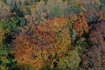 Fototapeta premium Autumn Forest