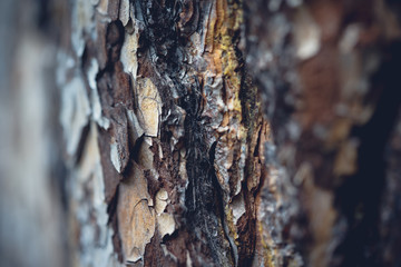 macro texture of bark of a tree