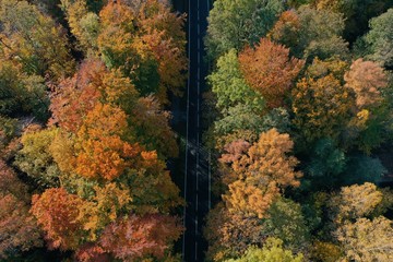 Autumn Forest