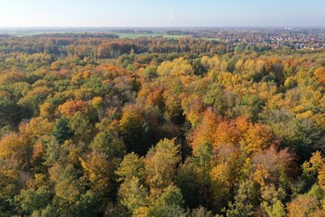 Autumn Forest