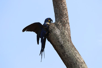 Hyacinth macaw (Anodorhynchus hyacinthinus) - Pantanal, Mato Grosso, Brazil