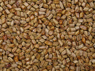 Cassia tora , Sicklepod