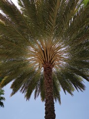Fototapeta na wymiar Palm Tree Cayman Island Caribbean