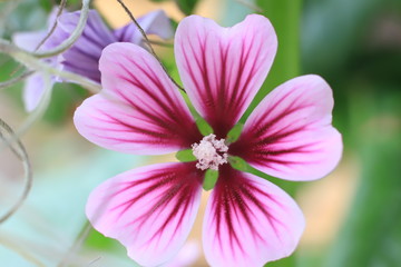 Fototapeta premium flor rosado 