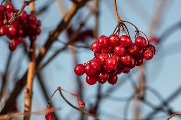 Bunch of bright red ripe viburnum berries is in a park in autumn