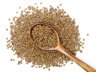 Cassia tora , Sicklepod on white background