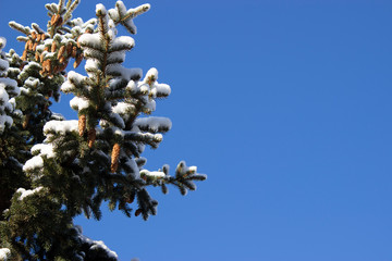 Christmas background with snowy fir trees with pine cones. Shallow focus.  Christmas wallpaper concept. Copy space.  Xmas and New Year theme.