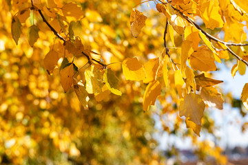 Yellow autumn leaves fall from the crown