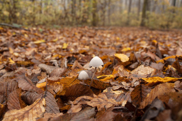 Mushrooms in the autumn forest. Mushrooms in a leaf.