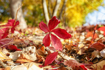 Red autumn leaves of wild grapes