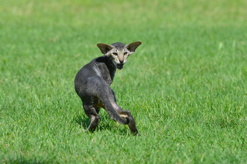 Grey striped oriental cat sneaking on the green summer grass lawn.