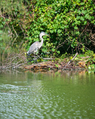 Heron