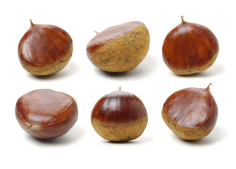 Sweet chestnut on white background