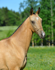 Fototapeta premium Golden buckskin Akhal Teke stallion in a show halter standing outside and looking into the distance. Portrait.