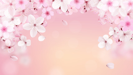 Fototapeta na wymiar Blossoming light pink sakura flowers. Realistic cherry flowers