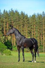 Naklejka na ściany i meble Purebred black Akhal Teke horse outside in a show halter. Portrait,