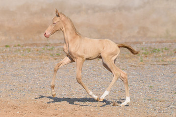 Obraz na płótnie Canvas Cremello akhal teke breed foal running in gallop against old stone wall on the sandy ground outside in summer. Animal portrait in motion.