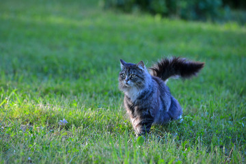 Naklejka na ściany i meble Tabby fluffy cat outside in the grass in summer in the sun. Backlight. Animal portrait.