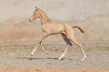 Obraz na płótnie Canvas Cremello akhal teke breed foal running in gallop against old stone wall on the sandy ground outside in summer. Animal portrait in motion.
