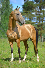Naklejka na ściany i meble Golden buckskin Akhal Teke stallion in a show halter standing outside and looking into the distance. Portrait.