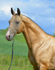 Obraz na płótnie Canvas Golden buckskin Akhal Teke stallion in a show halter standing outside and looking into the distance. Portrait.