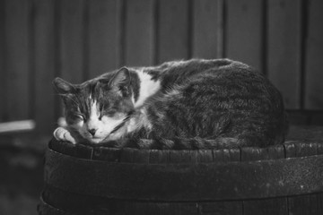 Stray feral cat lying on the barrel in the night street.