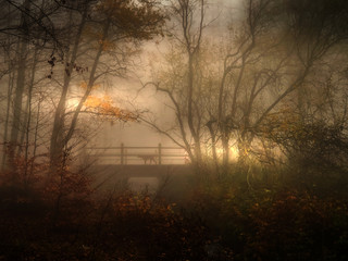 Autumn fog early morning, with dog on bridge. Rural woodland seasonal scene.