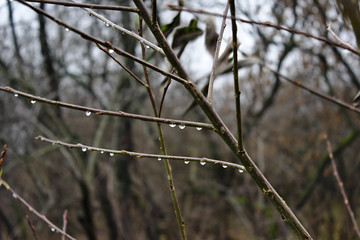 water drops on tree branches after rain
