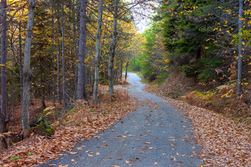 Forest road in Greece in Olympus mountain