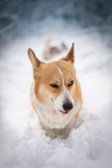 Welsh Corgi Pembroke dog posing for photos