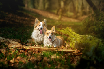 Welsh Corgi Pembroke dog posing for photos