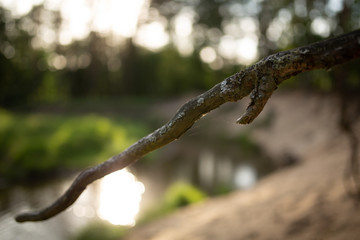Branch on the background of the river bend during sunset