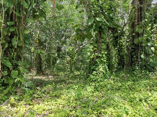 Nature and Details Kohunlich Mayan Ruins Mexico