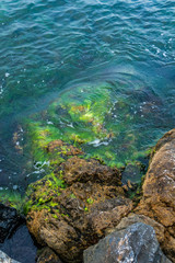 seaweed stone in the sea