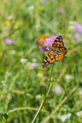 Butterfly on a flower in a field. Butterfly on flower. Butterfly On Grass Field With Warm Light. vertical photo