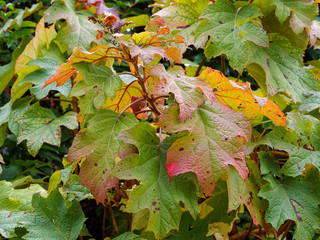 Oakleaf hydrangea with brown flowers and colored leaves in autum (Hydrangea quercifolia)