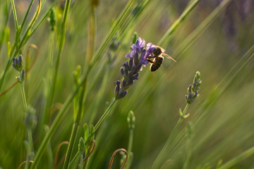 Lavender party in Brihuega, Guadalajara, Spain