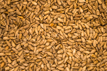 Organic background, sunflower seed texture