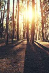 Obraz premium Autumn forest background, yellow leaves, leaf fall