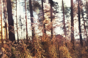 Autumn forest background, yellow leaves, leaf fall