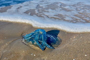  Blue jellyfish in the surf on the North Sea beach in Belgium
