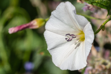 White meadow flower close-up.