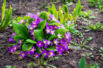 Purple flowers primula on the flowerbed in early spring_