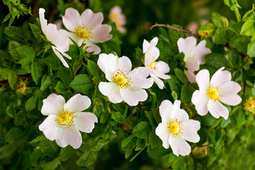 Light pink flowers rose  hips on the bushes among the green leaves_