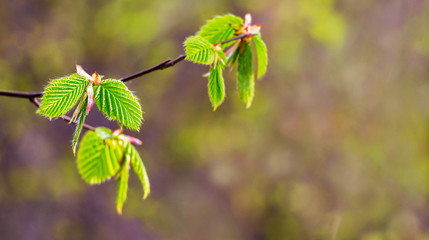 The first delicate green leaves on a tree branch_