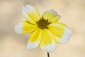 Bidens aurea tickseed or beggars ticks beautiful white and yellow flower of the American Compositae family natural and invasive in the Iberian Peninsula